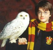 Harry-Potter-Hedwig[1].jpg