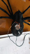 Spider-Surgery.gif